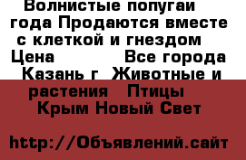 Волнистые попугаи, 2 года.Продаются вместе с клеткой и гнездом. › Цена ­ 2 800 - Все города, Казань г. Животные и растения » Птицы   . Крым,Новый Свет